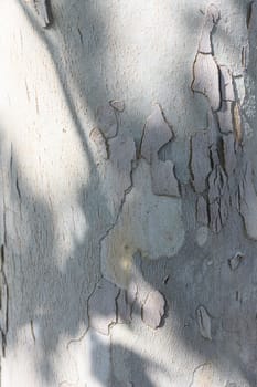 Textured bark with peeling layers and intriguing patterns is illuminated by gentle sunlight filtering through leaves. Shadows dance on the surface, highlighting nature's beauty.