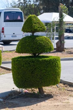 A meticulously shaped hedge stands tall in a roadside garden, showcasing artistic topiary craftsmanship under a clear blue sky. Nearby vehicles add a hint of urban life to the tranquil setting.