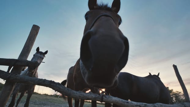 Group of horses getting close to the camera behind a fence in Crimea at sunset, near Belogorsk