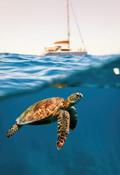 A vibrant sea turtle glides through the turquoise waters, with a sailing boat visible in the background. The scene captures the beauty of marine life and nature in perfect harmony.