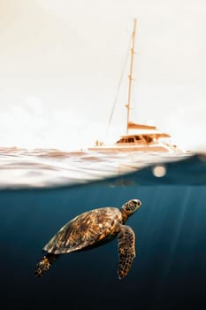 A sea turtle glides effortlessly beneath the surface, while a sailboat floats above in the bright daylight. The water is clear, showcasing the serene aquatic environment.