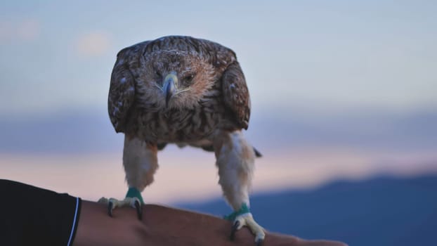 Impressive imperial eagle standing on falconer's arm, showing its strength and beauty in Crimean sunset landscape