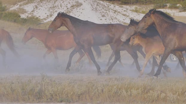 Wild horses running on the dry steppe near Belogorsk, Crimea, raising a cloud of dust
