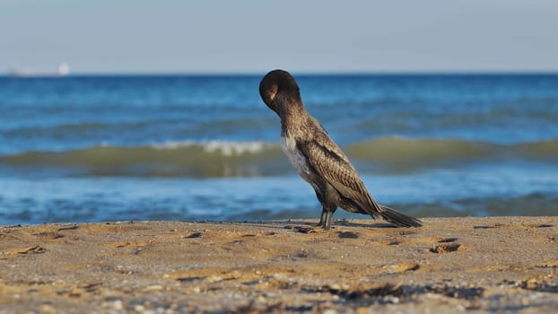 Black cormorant perching on sandy shoreline, dark black sea waters stretching behind coastal landscape in crimean region