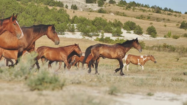 Horses running in the dry landscape of Crimea, near the town of Belogorsk