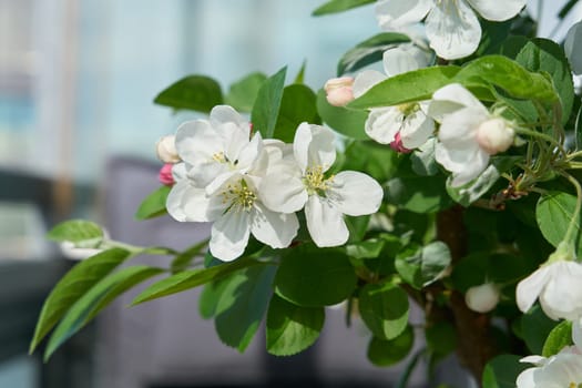 Blossoms of an apple tree bonsai on a balcony in spring