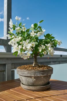 Apple tree Malus Evereste as a bonsai during the flowering period in April on a balcony in the sunshine