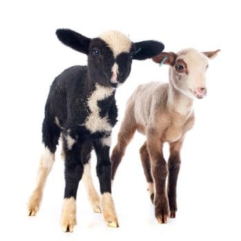 young lambs in front of white background