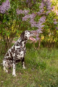 Adorable dog sitting under a blooming Syringa bush on a sunny day in early spring. Portrait of cute puppy against blooming lilac bushes