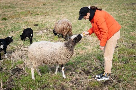A young woman in an orange jacket feeds treats to a fluffy sheep in a grassy field, other sheep and lambs nearby.