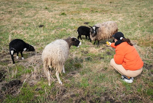 A young woman feeds treats to four sheep of different colors in a grassy field.