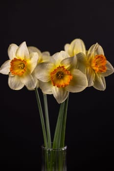 Bouquet of narcissus flowers with water drops blooming in a glass vase on a black background
