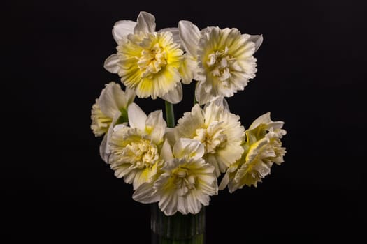 White and yellow daffodils with double corollas blooming in a glass vase on a dark background create a sophisticated still life