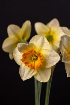 Yellow narcissus flowers with orange corolla blooming and showing water drops on a black background