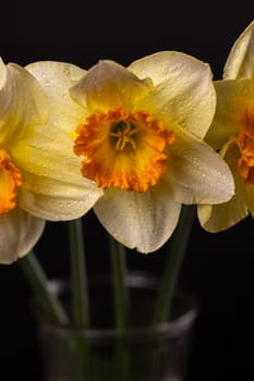 Yellow narcissus flowers with orange centers blooming in a glass vase on a black background, showcasing the beauty of nature