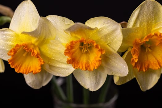 Close up of three narcissus flowers with bright orange coronas and water droplets on petals, creating a vibrant and refreshing image against a dark background