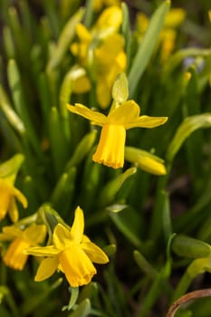 Close up of vibrant yellow daffodils blooming in a lush spring garden, celebrating the arrival of warmer weather