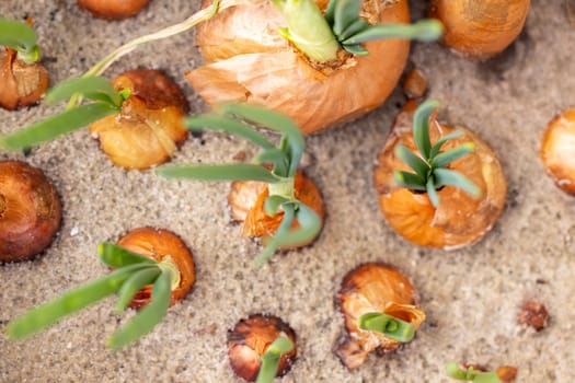 Top view of onion bulbs sprouting fresh green shoots, planted in sandy soil, creating a pattern of growth and renewal
