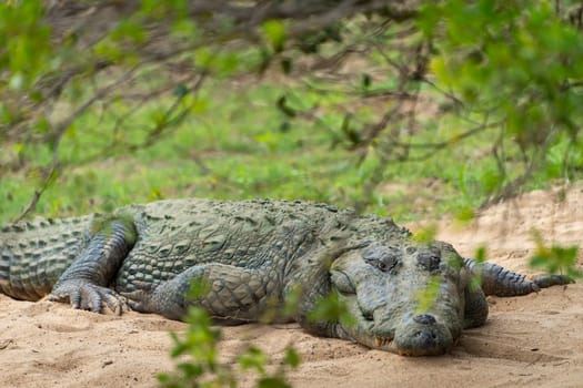 Freshwater crocodile or Crocodylus palustris, resting under tree in Yala National Park in Sri Lanka.