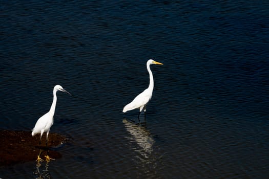 Intermediate in focus and little egret or egretta intermedia and egretta garzetta wading in shallow against dark background in Yala National Park Sri Lanka.