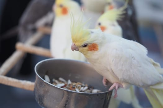 A group of cockatiels gather around a bowl filled with seeds.
