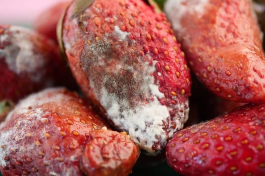 Moldy strawberries reveal spoilage in a fresh produce setting.