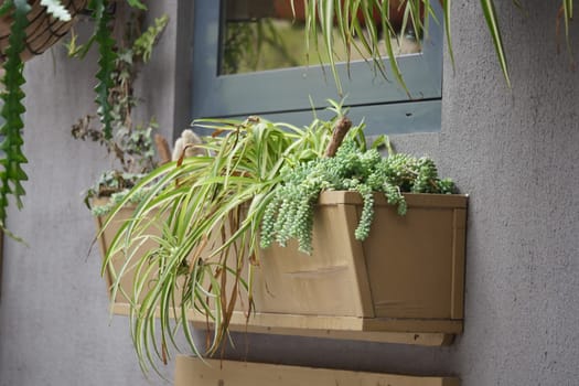 A vibrant collection of succulents and ferns grows in wall planters.