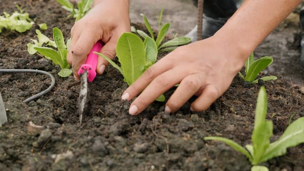 Close up hands of farmer planting young seedlings of lettuce salad into soil at vegetable garden, Concept of healthy eating growing vegetables at home