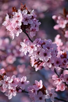 Spring background. Beautiful colorful blooming spring tree. Japanese cherry - Sakura. Nature background.