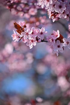 Spring background. Beautiful colorful blooming spring tree. Japanese cherry - Sakura. Nature background.