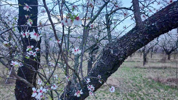 A view of an almond orchard in bloom. Almond tree orchard in flower in spring. White almond blossom on a twig. The concept of cultivation and orchard management. View of a flowering almond tree, close-up.
