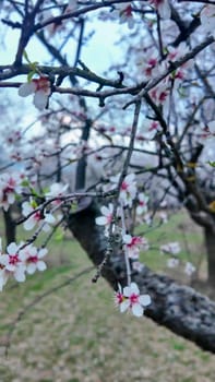A view of an almond orchard in bloom. Almond tree orchard in flower in spring. White almond blossoms on a twig at sunset. The concept of farming and orcharding. View of the crown of a flowering almond tree.