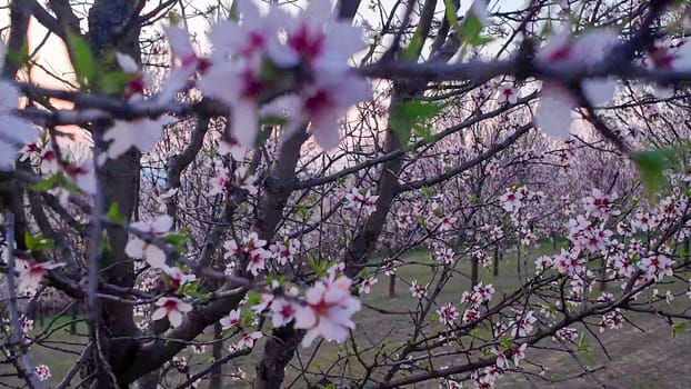 A view of an almond orchard in bloom. Almond orchard in bloom in spring. Pink almond blossoms at twilight. The concept of cultivation and orcharding.