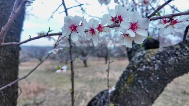 A view of an almond orchard in bloom. Almond tree orchard in flower in spring. White almond blossoms on a twig at sunset. The concept of farming and orcharding. Close-up.