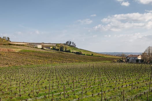 Vineyards in French Saint Emilion village