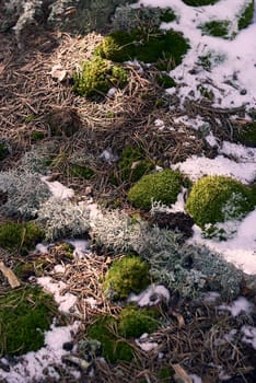 Vegetation on snow in alpine forest in winter. Musco, stones, front view, alpine, empty space, front view