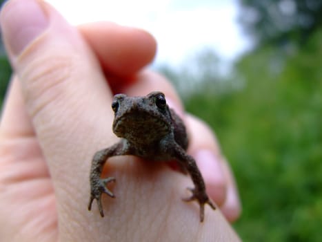 A small toad gently rests in the palm of its hand, demonstrating the amazing skin texture and fragility of a wild creature. This point emphasizes the importance of protecting nature and its inhabitants.