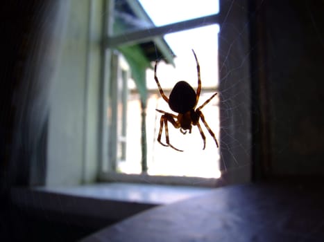 A spider on a web in a window opening creates a mysterious atmosphere, where the contrast of light and shadow emphasizes its silhouette. The web mesh reminds of the natural cunning and skill of the insect.