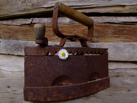 An antique iron with a rusty surface and chamomile forms a contrast between the past and nature. Rust reflects history, the flower brings a lively note to this composition.