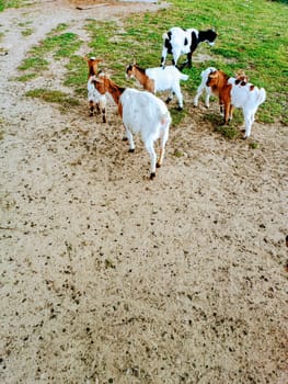 Small goats white and brown are eating carrot on a farm . High quality photo. Mobile photo.