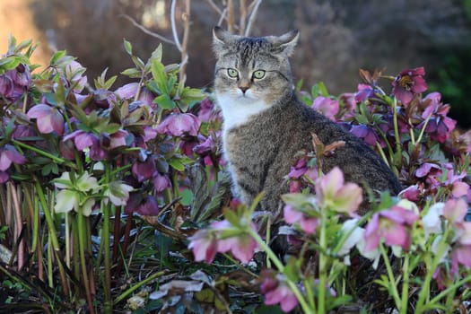 A small fat cat sits in the middle of the snow lilies