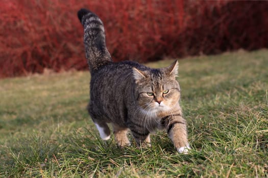 A small fat cat walks through the grass with a fierce look on its face