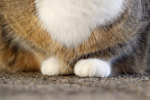 The fluffy paws of a small, fat white-brown cat