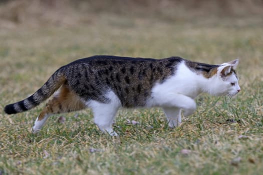 A young white and brown cat runs through the grass on the hunt