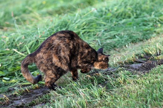 A tortoiseshell cat in the field hunting for a mouse hole
