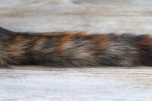 Close-up of the tail of a black-red-brown cat