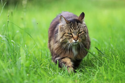 A Norwegian Forest Cat runs through the grass with a fierce look on its face