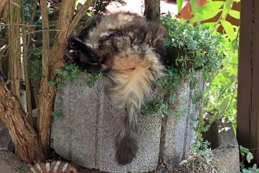 Funny photo of a Norwegian Forest Cat lying in a trough