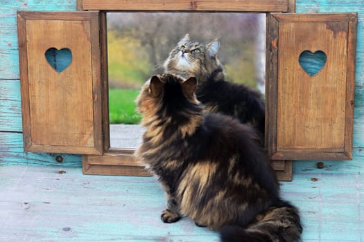 A pretty Norwegian Forest Cat looks at itself in the mirror