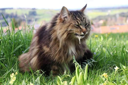 A Norwegian Forest Cat has to vomit with mucus after eating grass